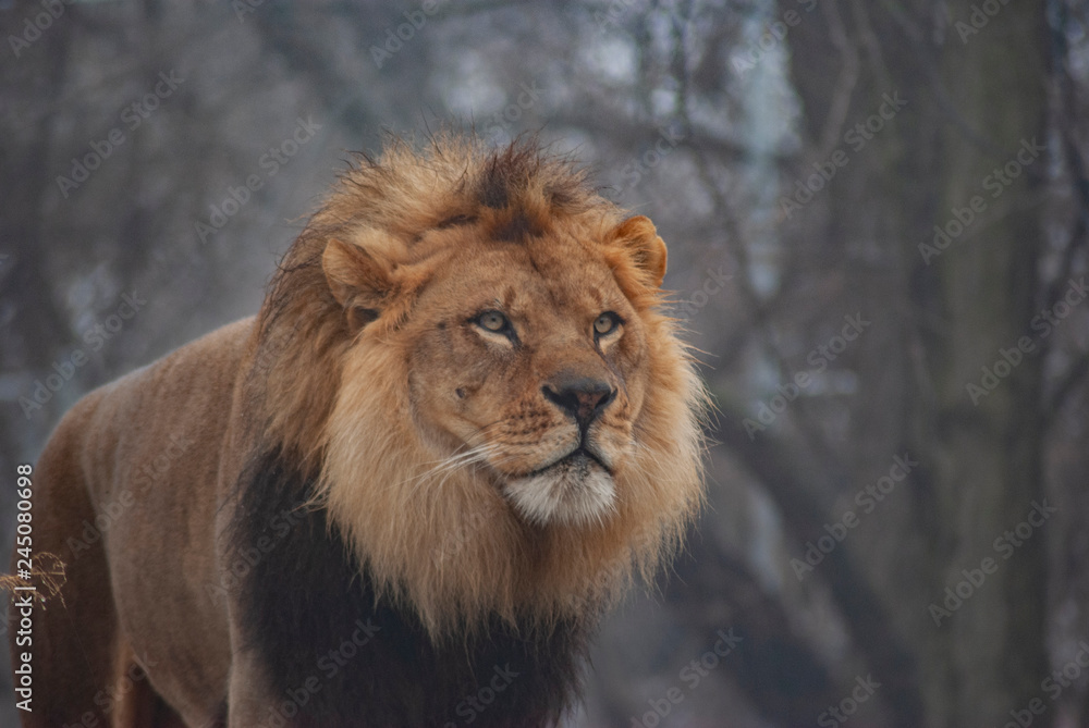 male lion in the snow