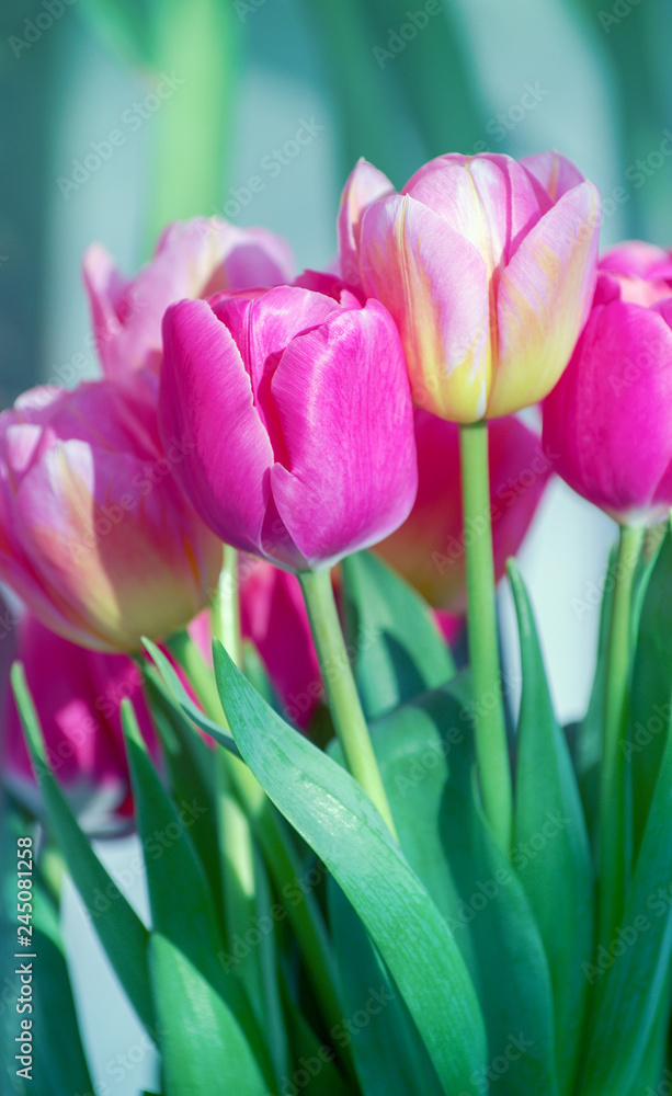 Beautiful pink tulip background