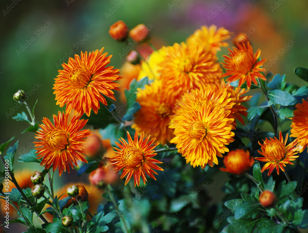 Colorful autumnal chrysanthemum background