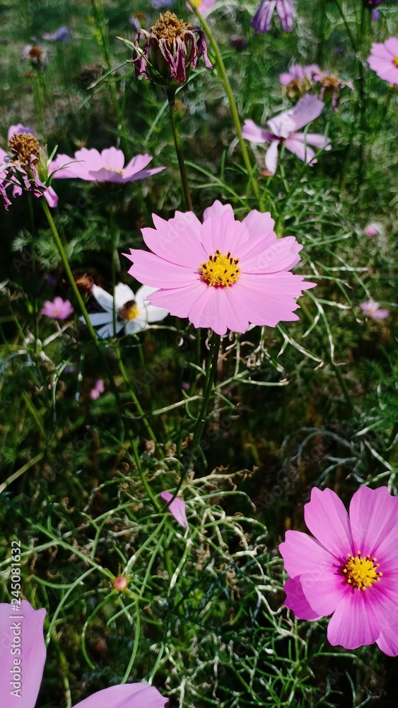 Fototapeta premium Starburst flowers blooming volume 85258