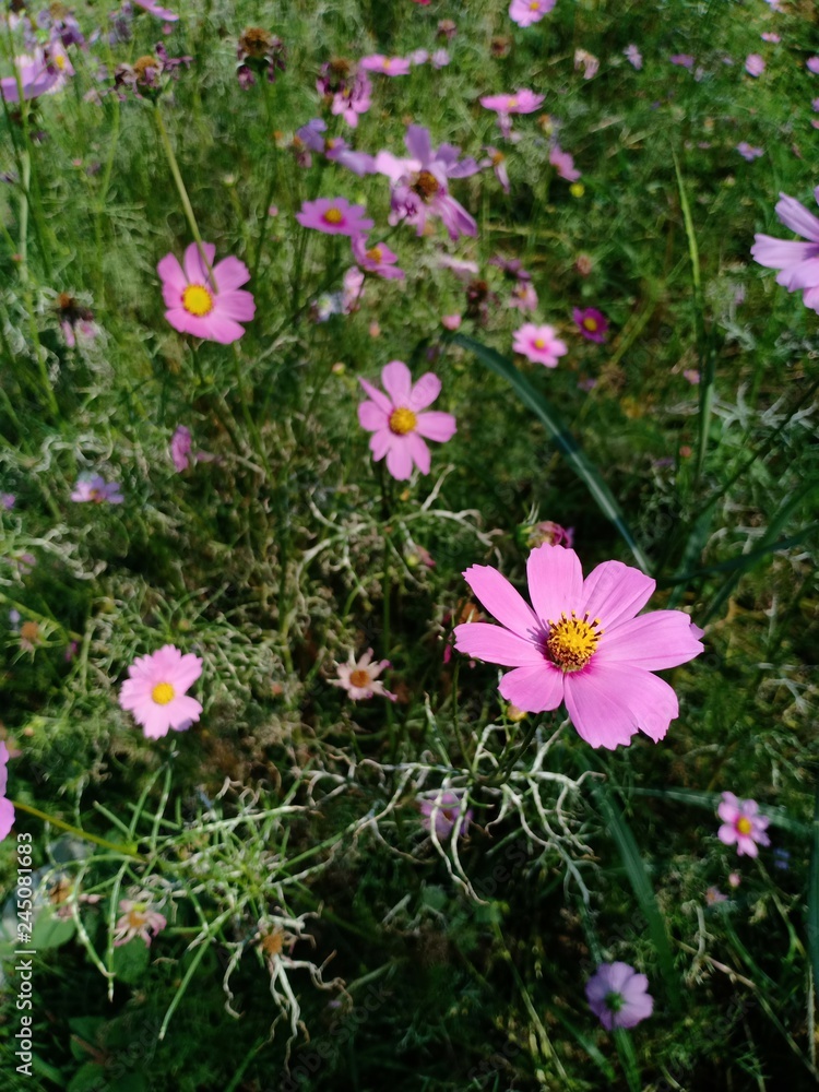 Starburst flowers blooming volume 8955855686 Starburst flowers blooming volume 8955855686