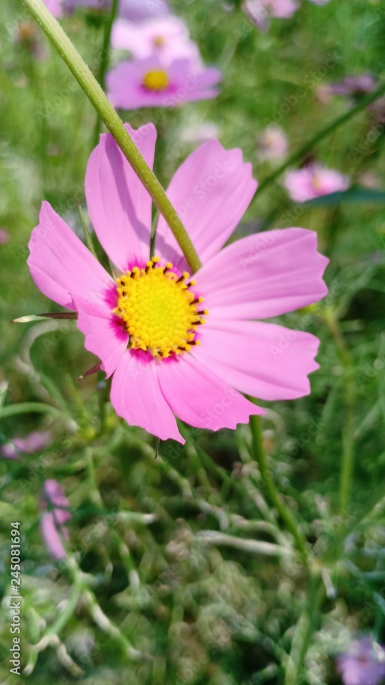 Starburst flowers blooming volume 8885568555 Starburst flowers blooming volume 8885568555