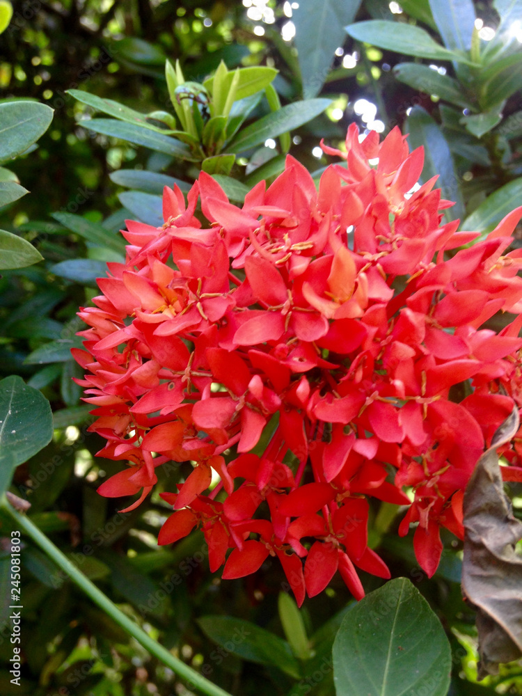 Flores rojas Flores rojas