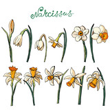 Vector floral illustration white narcissus