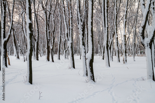 White winter in the park © marketlan