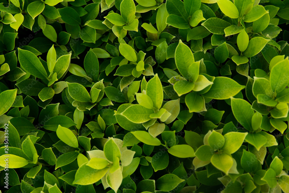 Green leaf background. Leaves texture. Green leaf background. Leaves texture.