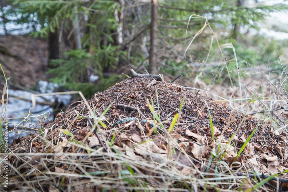 Ant hill in a pine forest in early spring Ant hill in a pine forest in early spring
