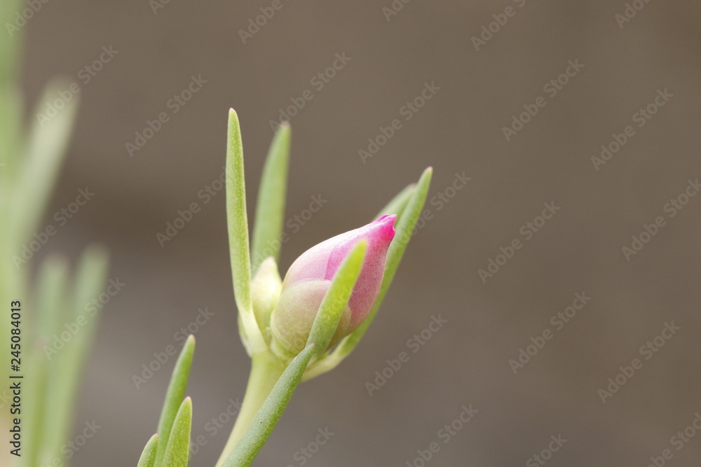 Obraz premium Macro Phototgraphy