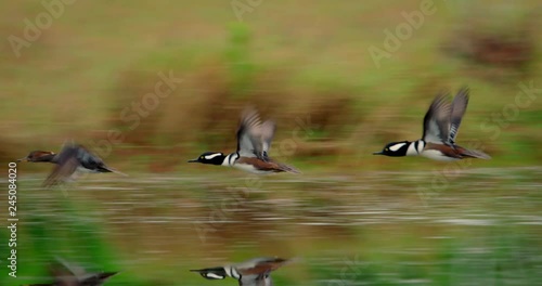Spectacular shot of Hooded Merganser ducks flying low over the water in slow motion 