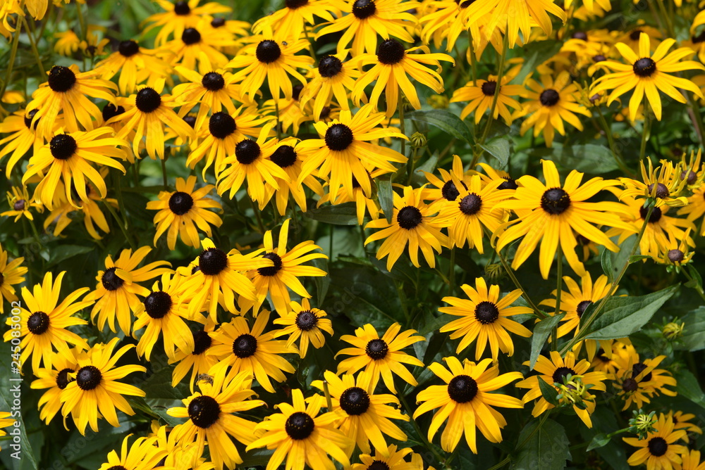 Fiori gialli Fiori gialli