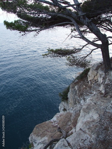 Variety of textures: sharp gray rocks, soft surface of the blue sea and branched dark green pine branches © Дарья Сигачева