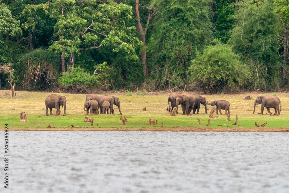 Naklejka premium Elephants on the banks of Kabini river, Nagarhole, Karnataka, India.