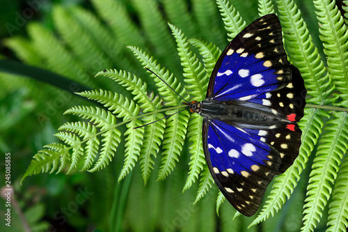 Butterfly from the Taiwan (Sasakia charonda) Large purple butterfly in water
