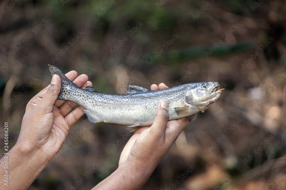 Trout Fish at Ooty, Ootacamund in Nilgiris, Tamil Nadu, India. Trout Fish at Ooty, Ootacamund in Nilgiris, Tamil Nadu, India.