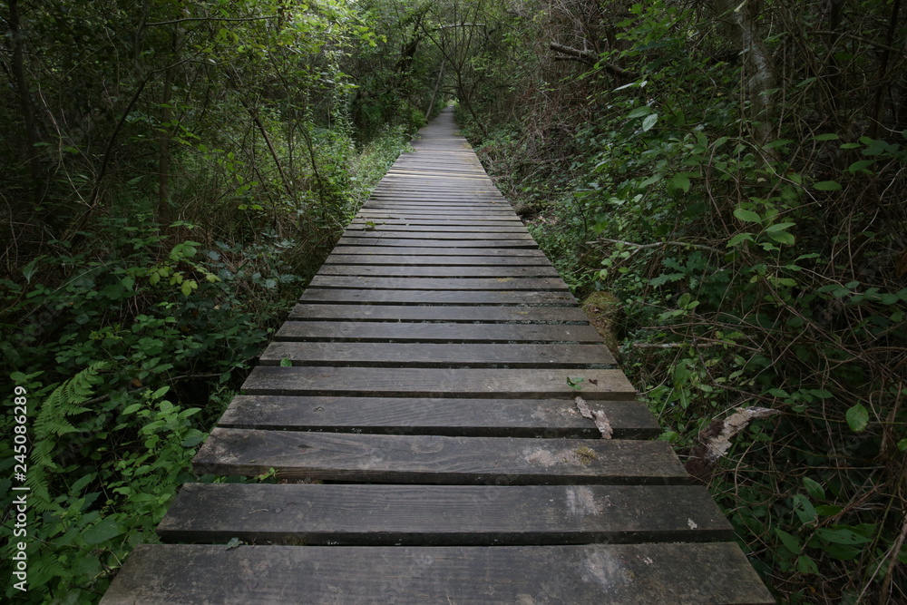 chemin de bois 3