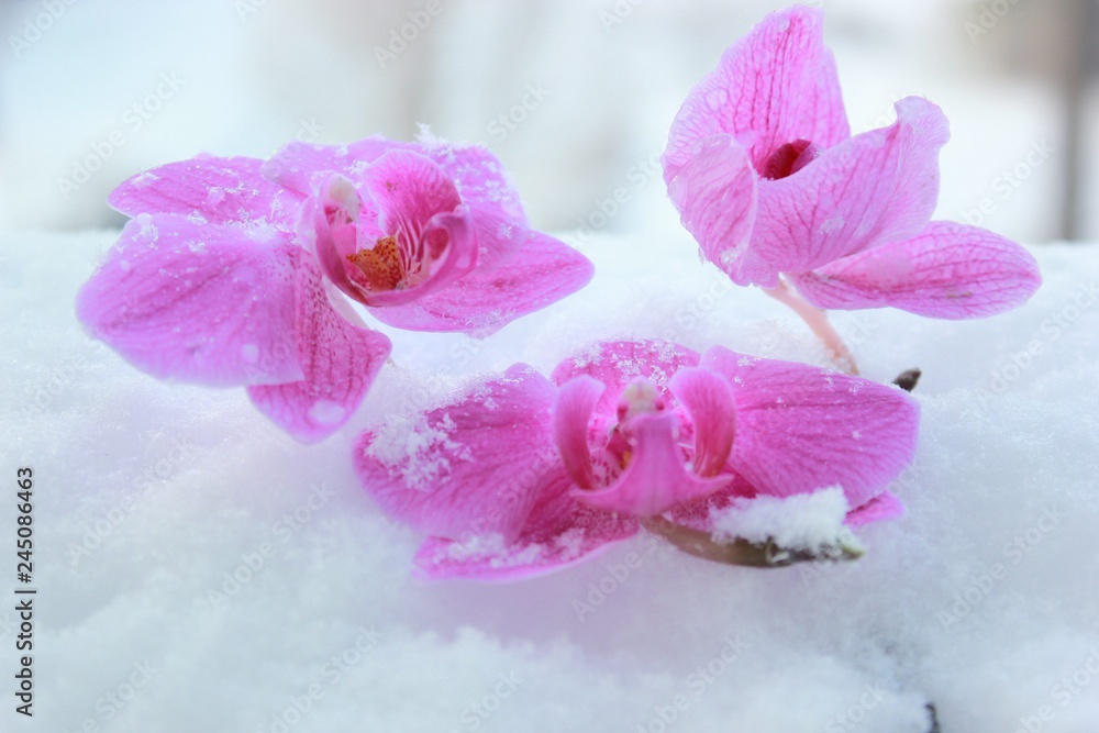 orchids in the snow orchids in the snow