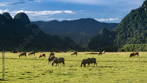 Buffalo farm in the valley, Minh hoa District, Quang Binh Province, Viet Nam