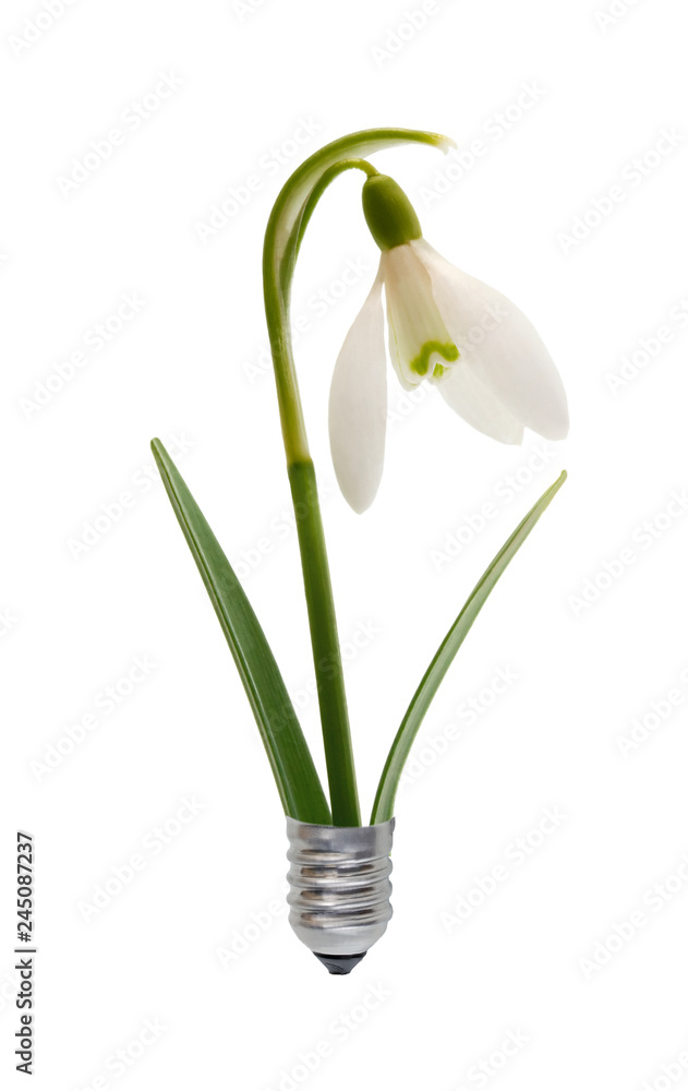 bulb, lightbulb snowdrops bulb, lightbulb snowdrops