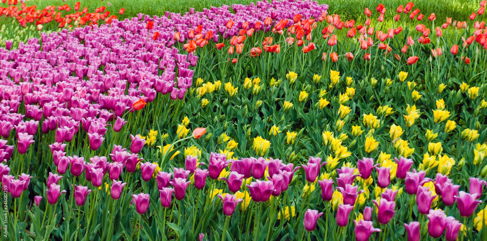 multicolor tulip field