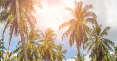coconut tree tropical sunny day © Emoji Smileys People