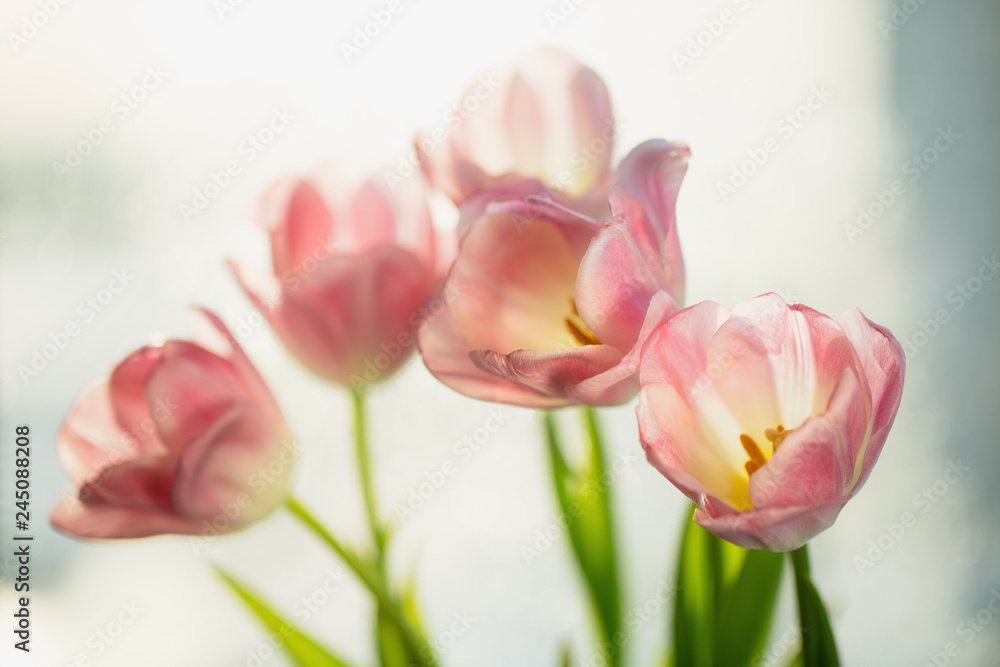 Bouquet of spring pink tulip flowers. Selective focus, shallow DOF, toning, close-up. Flower nature background.