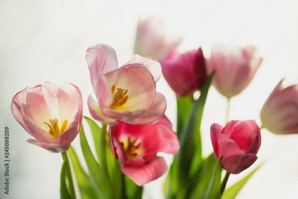 Bouquet of spring pink tulip flowers. Selective focus, shallow DOF, toning, close-up. Flower nature background.