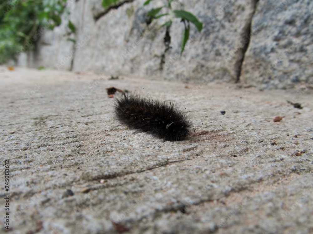 Black shaggy tropical caterpillar crawling on a stone path in the jungle alarming tourists Black shaggy tropical caterpillar crawling on a stone path in the jungle alarming tourists