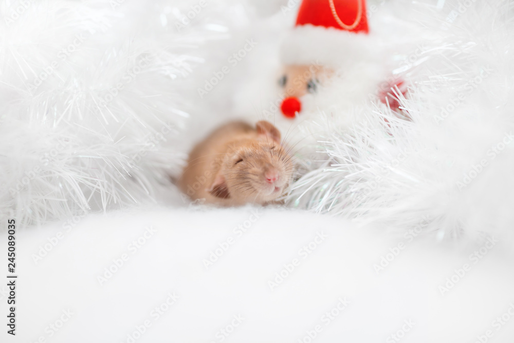 decorative cute brown rat around with a Christmas decor and Santa Claus. The rat is a symbol Of the new year 2020 decorative cute brown rat around with a Christmas decor and Santa Claus. The rat is a symbol Of the new year 2020
