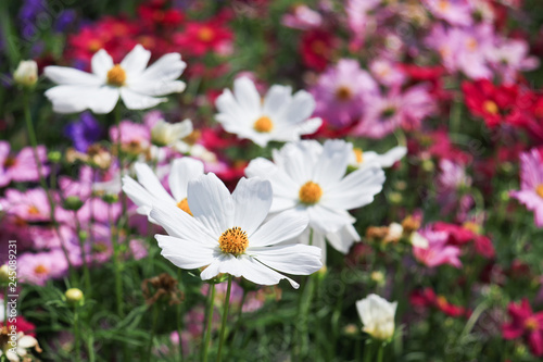 Closeup white cosmos flowers in garden. Beautiful natural colorful flower background. 