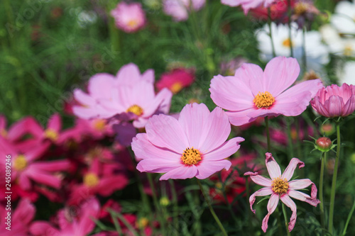 Closeup pink cosmos flowers in garden. Beautiful natural colorful flower background. 