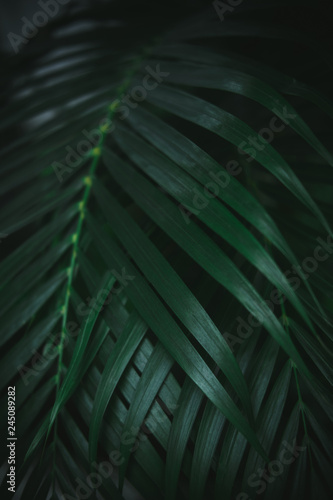 Deep dark green palm leaves pattern. Creative layout, toned image filter effect