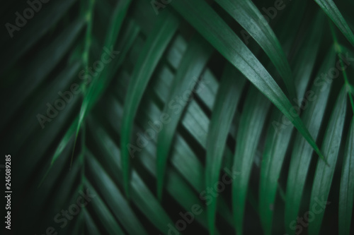 Deep dark green palm leaves pattern. Creative layout, toned image filter effect