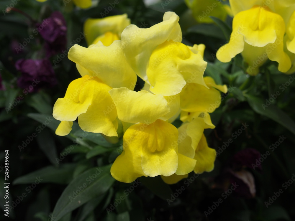 春の花々 春の花々