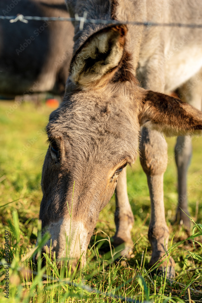 Close-up of a Donkey Grazing on Green Meadow Close-up of a Donkey Grazing on Green Meadow