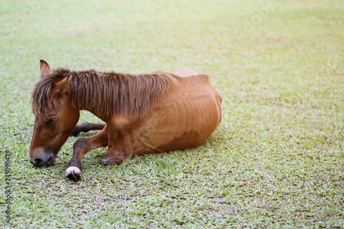 Obraz na płótnie Broken leg brown horse sickness and Skinny in the pasture in the summer outdoor