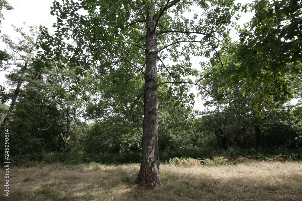 grand arbre seul