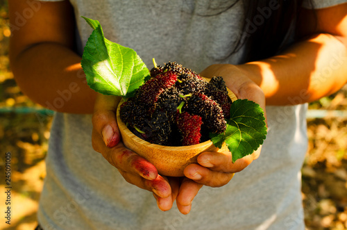 Close up of hand holding fresh mulberries fruits in wooden bowl