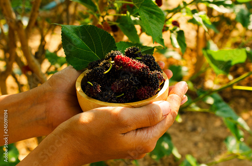 Hand holding fresh mulberries fruits on wooden bowl