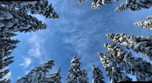 Photography Bottom view to half circle of aspiring up the tops of snow-covered pines