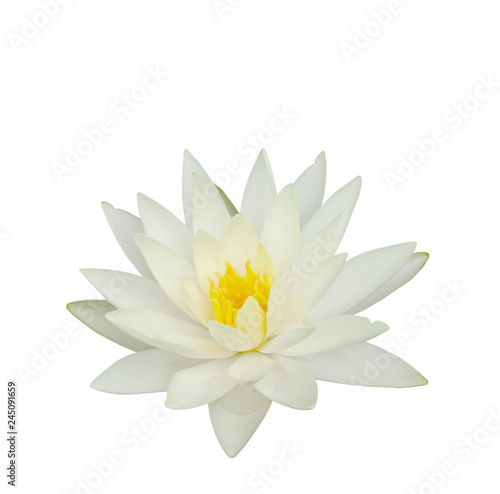 Fototapeta Beautiful water lily isolated on white background.Lotus flower
