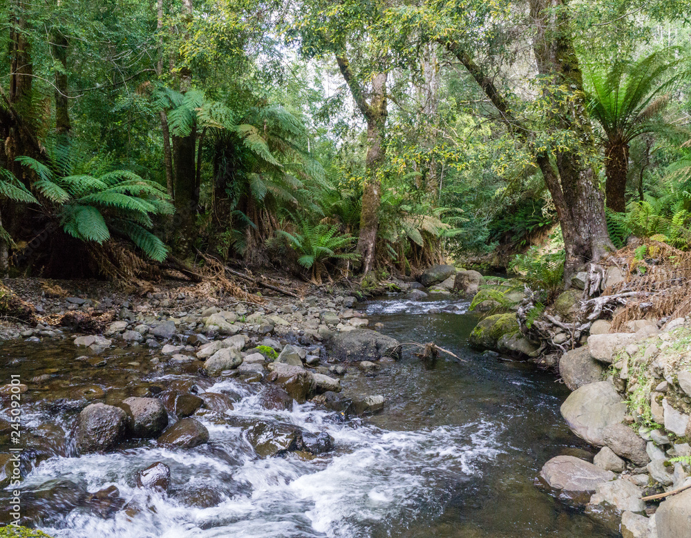 Ferns over mountain brook in Tasmanian rainforest. Ferns over mountain brook in Tasmanian rainforest.