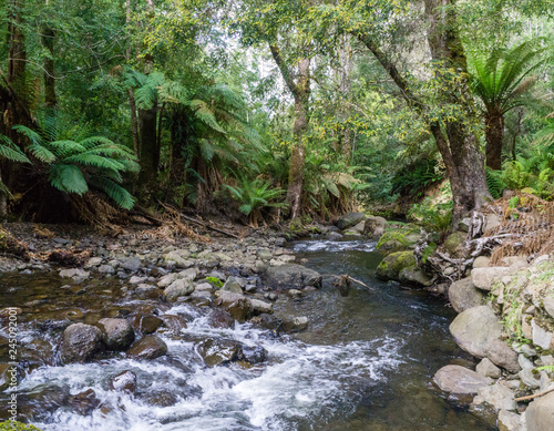 Ferns over mountain brook in Tasmanian rainforest.