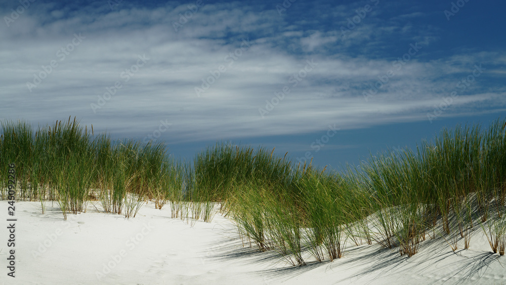 Beach grass on sand dune on New Zealand's west coast.