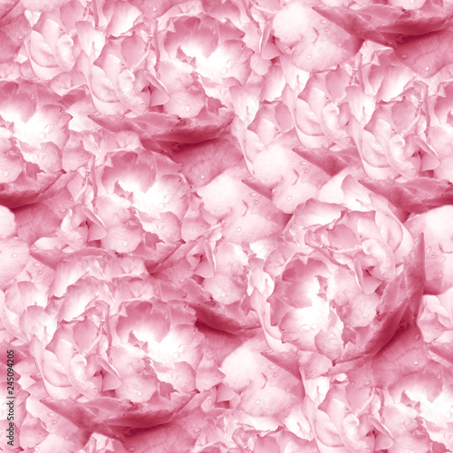 Fototapeta Naklejka Na Ścianę i Meble -  Rose pattern in pink color