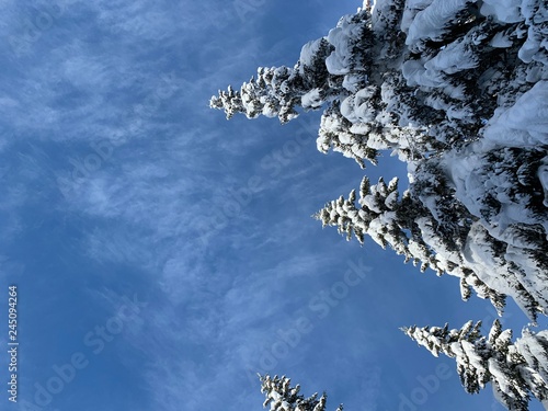 Bottom view to half circle of aspiring up the tops of snow-covered pines .