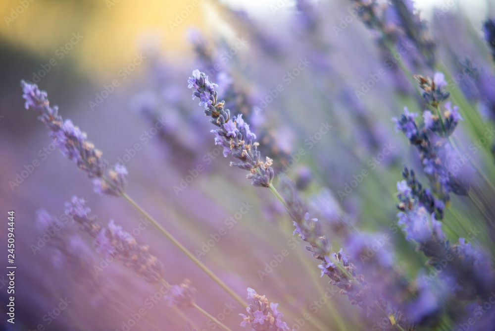 Fototapeta premium lavender lavender in full bloom with its maximum