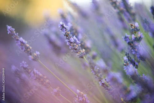 lavender lavender in full bloom with its maximum