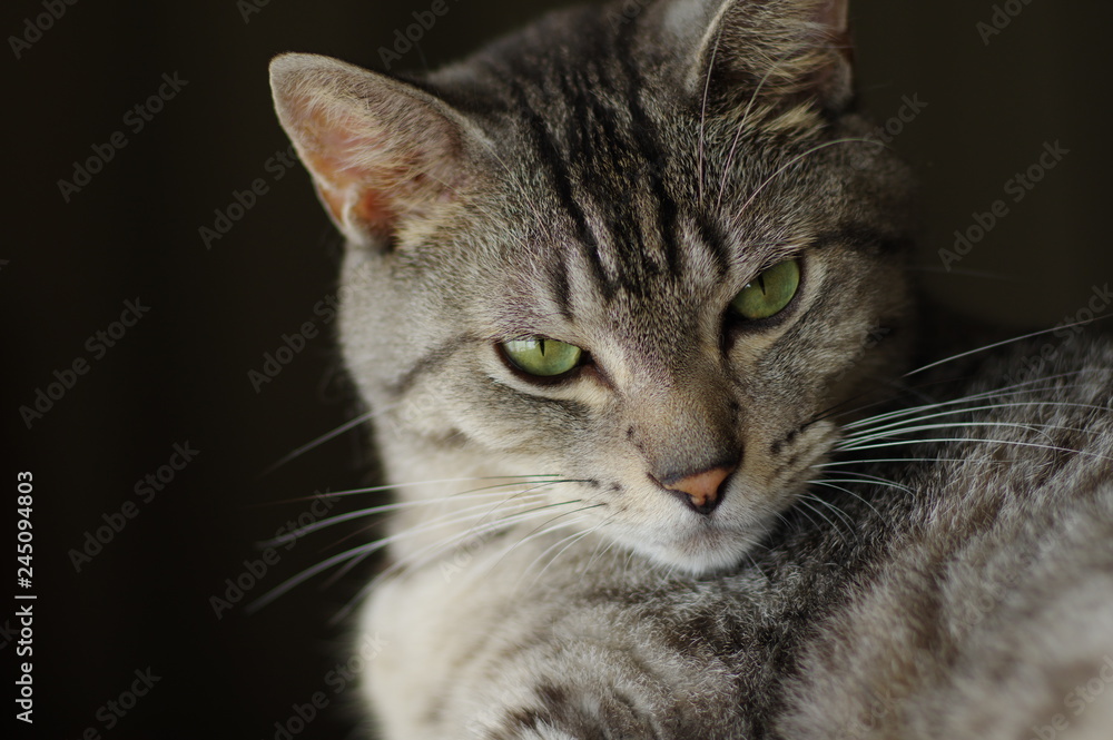 猫 猫