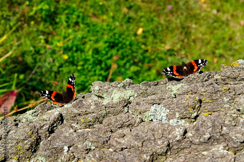 butterfly