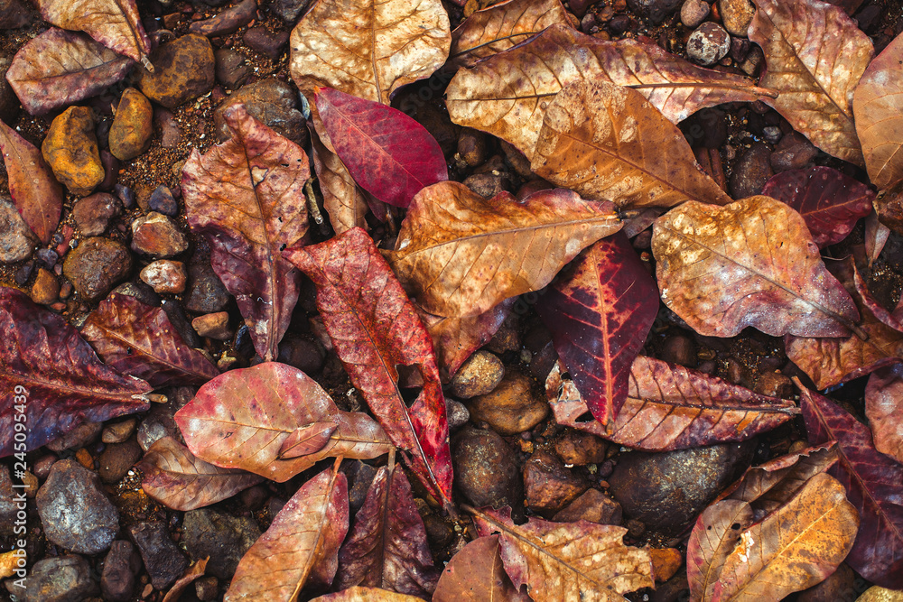 Texture of the fallen leaves on stony ground.